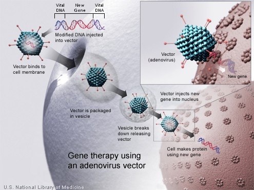 Somatic Gene Therapy. somatic cell nuclear