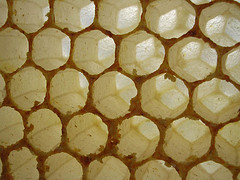bee hive honeycomb