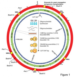 Schematic demonstrating the assembly of a synthetic M. mycoides genome in yeast.