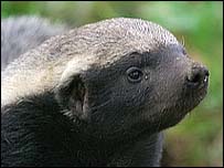 badger head