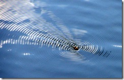 800px-Ripples_waves_bee