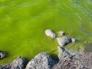 toxic water