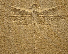 A Dragonfly Fossil