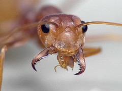 ant head