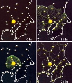 slime mould "transit network" (credit: Science/AAAS)
